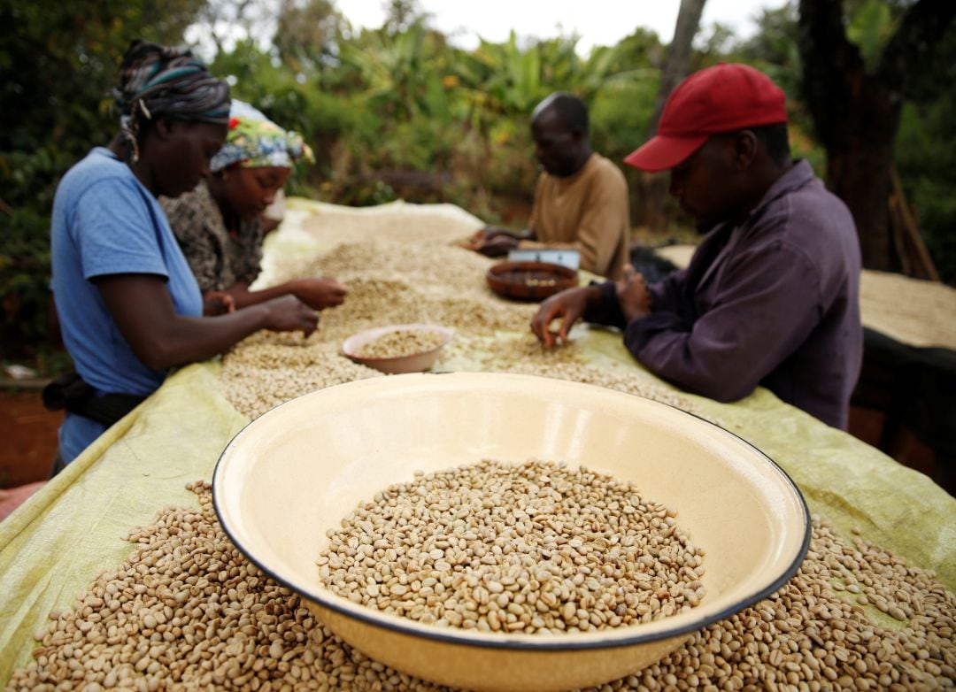 Trabajadores de una plantación de café en Zimbabwe