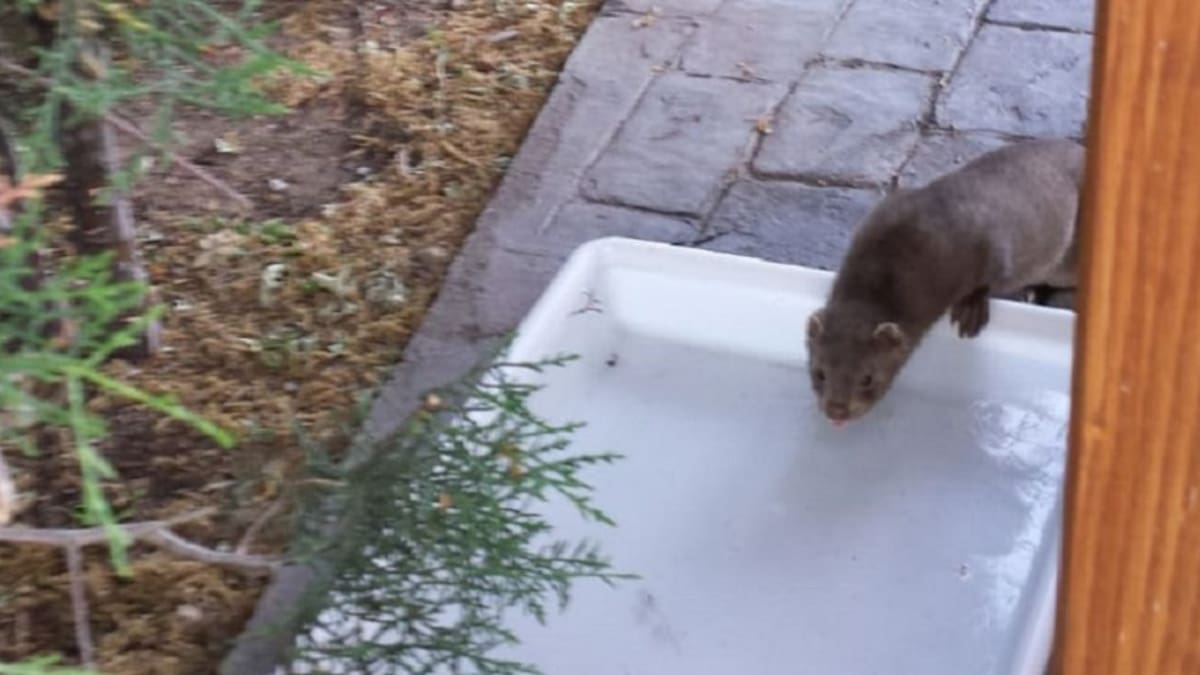 Ecologistas en Acción pide el cierre de una granja de visones en Peguerinos