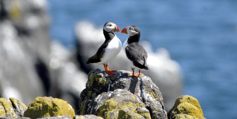 Pájaros marinos