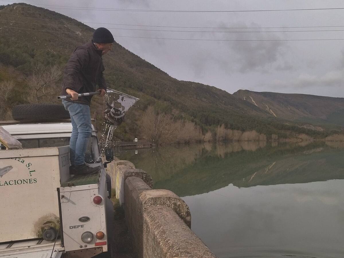 Más de 1.400 truchas para repoblar Arguis