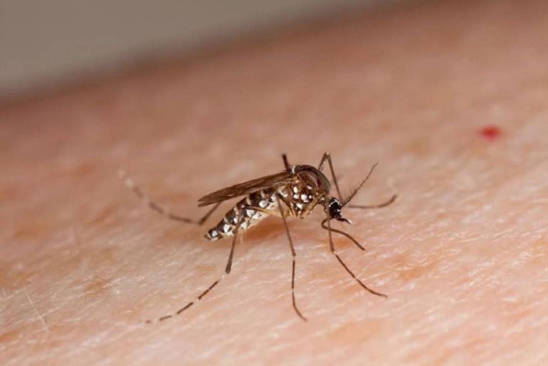 El Ayuntamiento aprueba la ordenanza para el control de mosquitos con relevancia para la salud pública