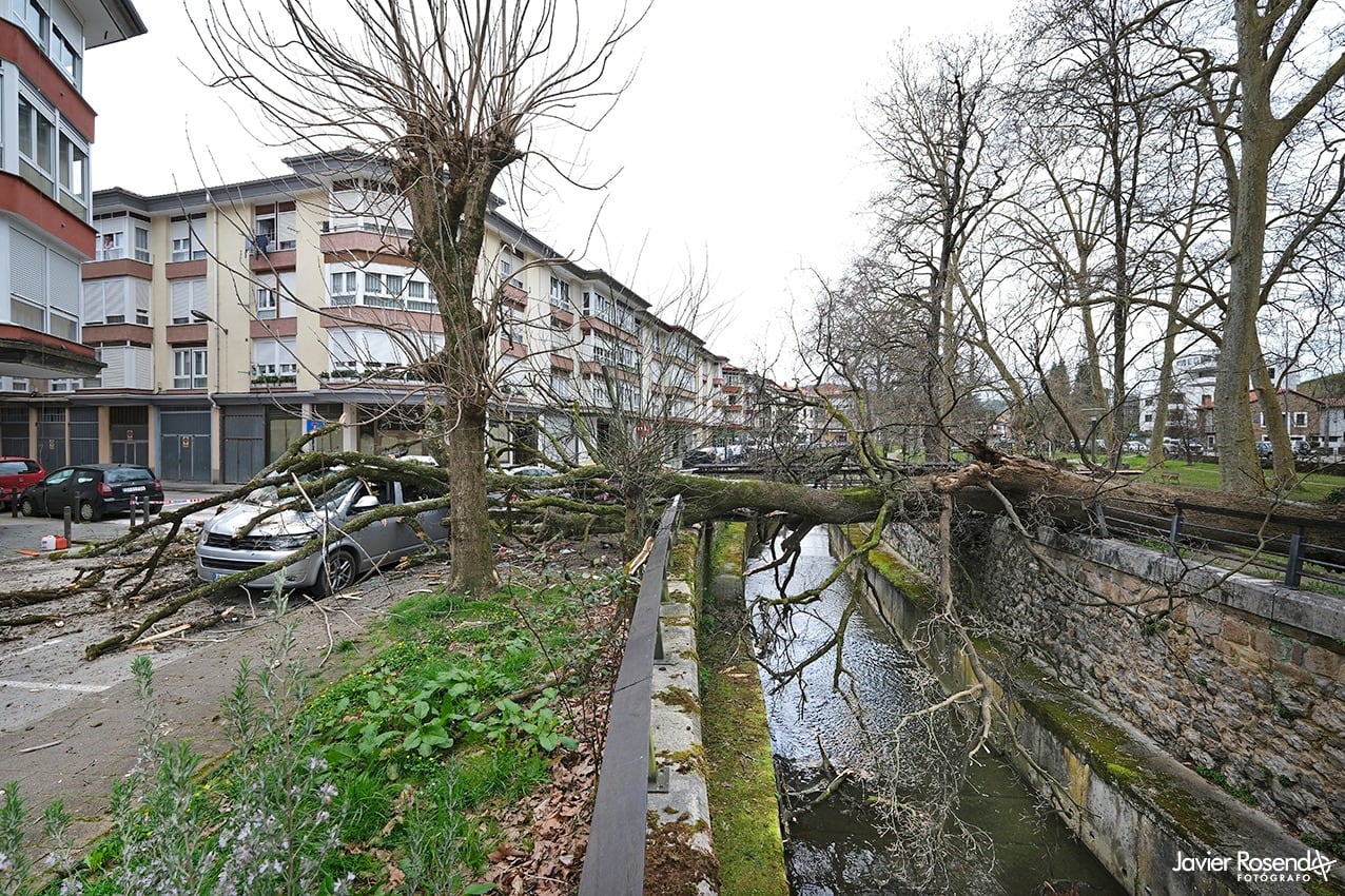 Imagen del roble caído en el Parque de La Losa en Cabezón de la Sal (Javier Rosendo)