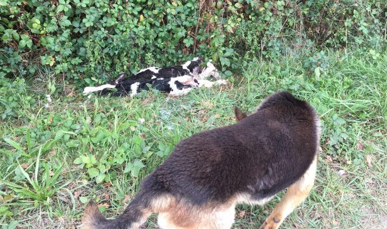 Becerreos en una cuneta de Castro de Rei