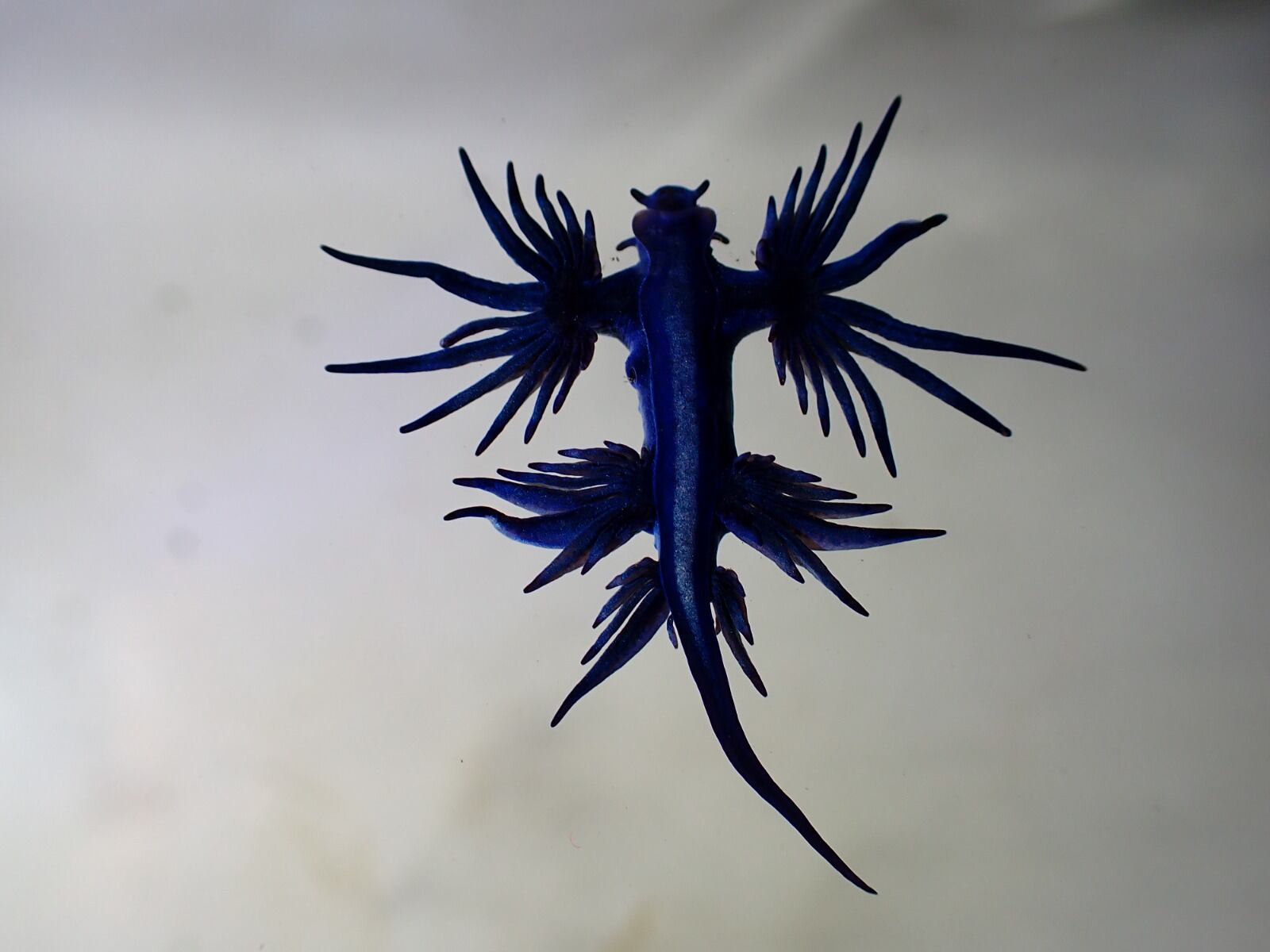 Ejemplares de dragón azul