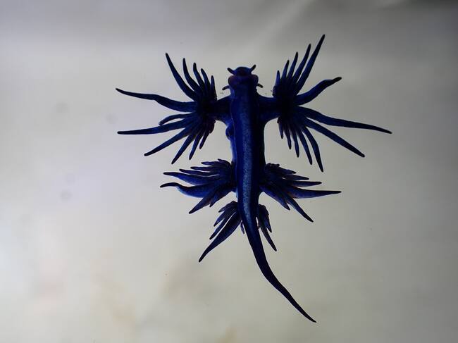 Ejemplares de dragón azul