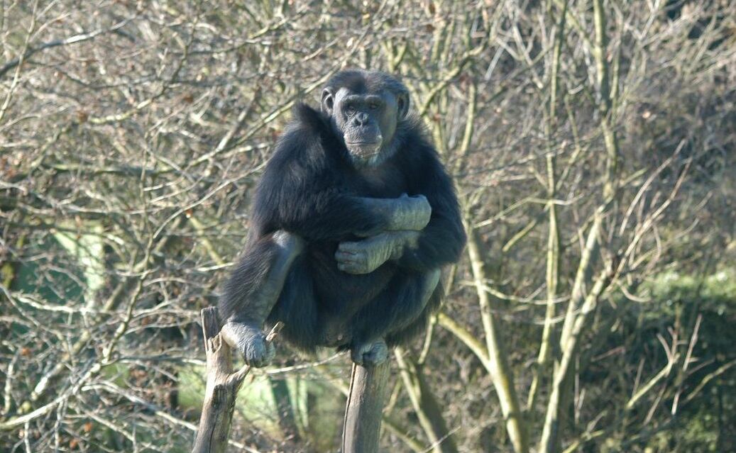 Hubert, en el Zoo de Santillana del Mar