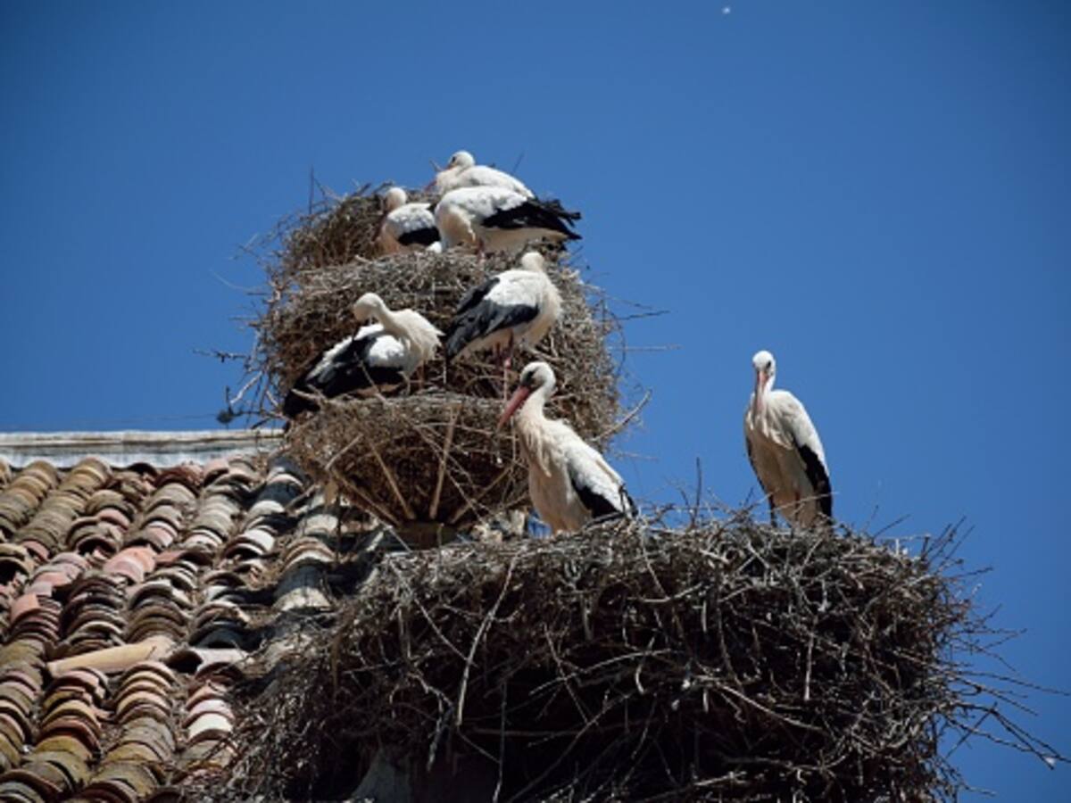 28M en Alfaro: la industria, el comercio y la agricultura en el punto de mira