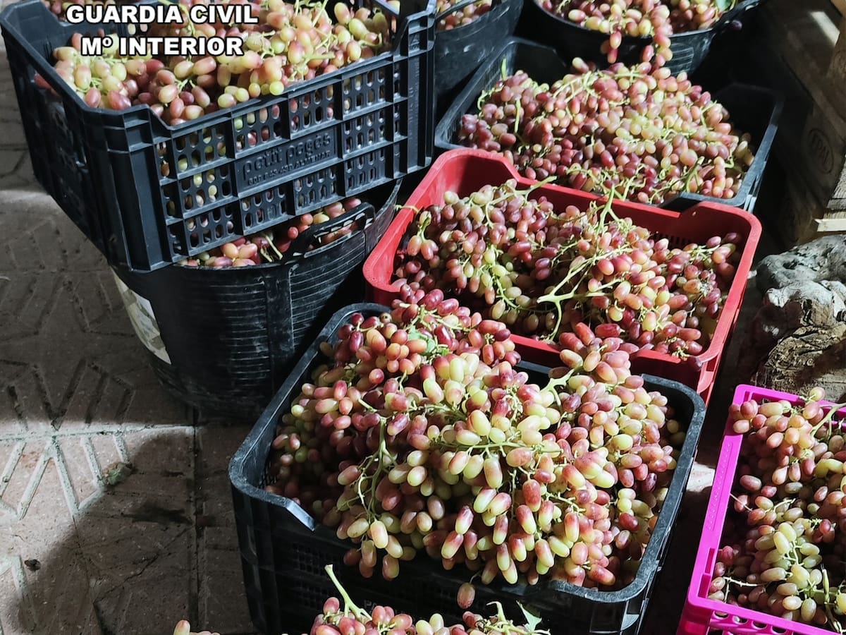 Desmantelan un grupo delictivo por sustraer dos mil toneladas de uva de mesa en Lorca y Totana