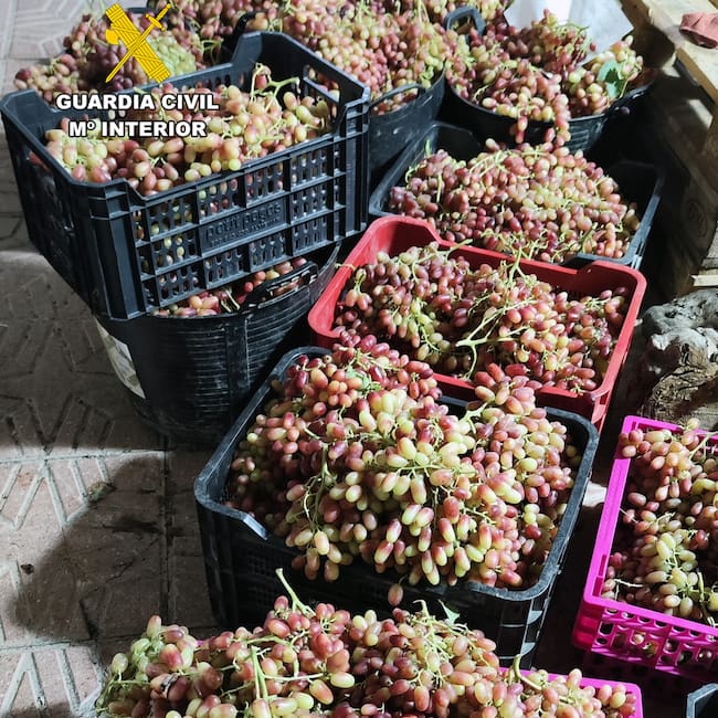 Uva de Mesa recuperada