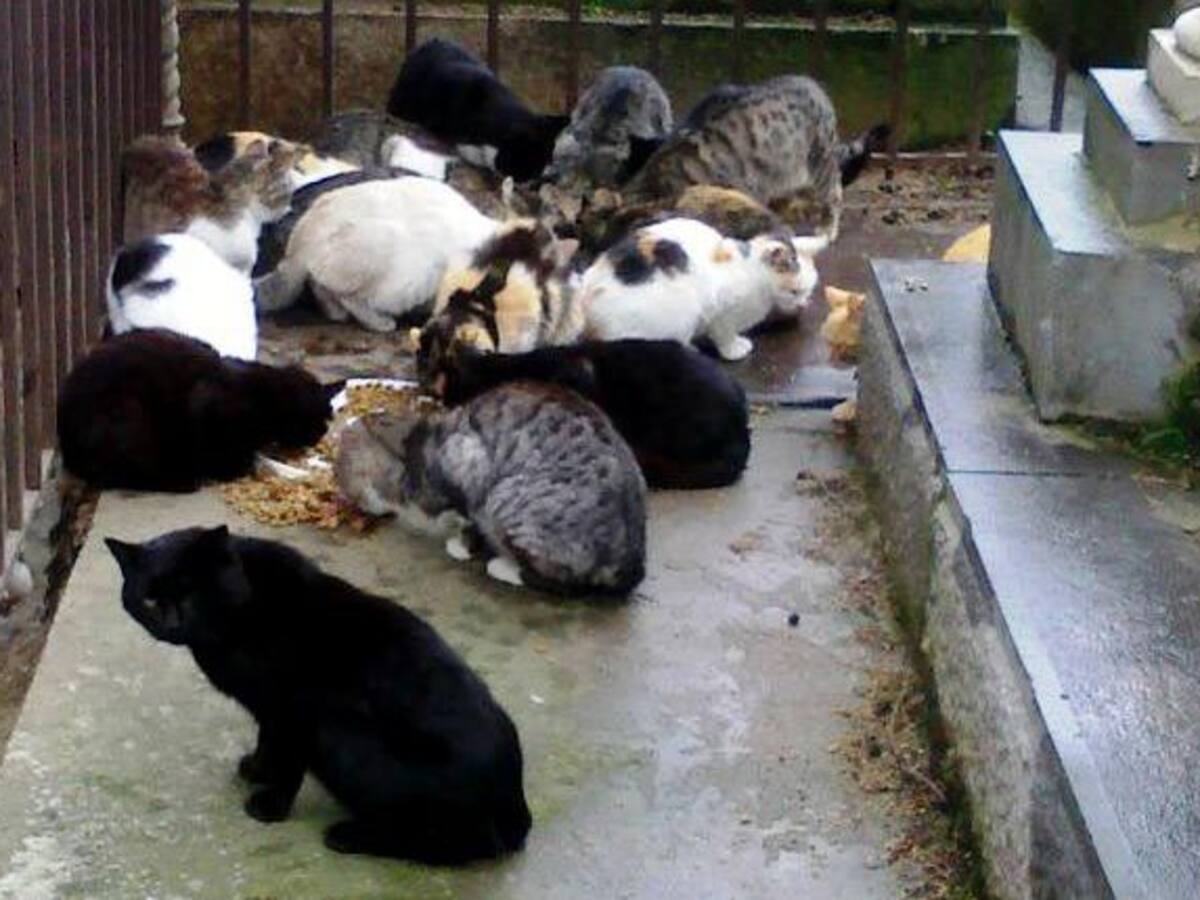 Denuncian actos vandálicos en las colonias felinas