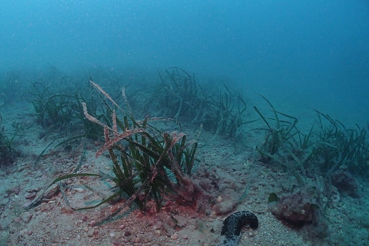 Imagen de archivo de posidonia en el fondo marino