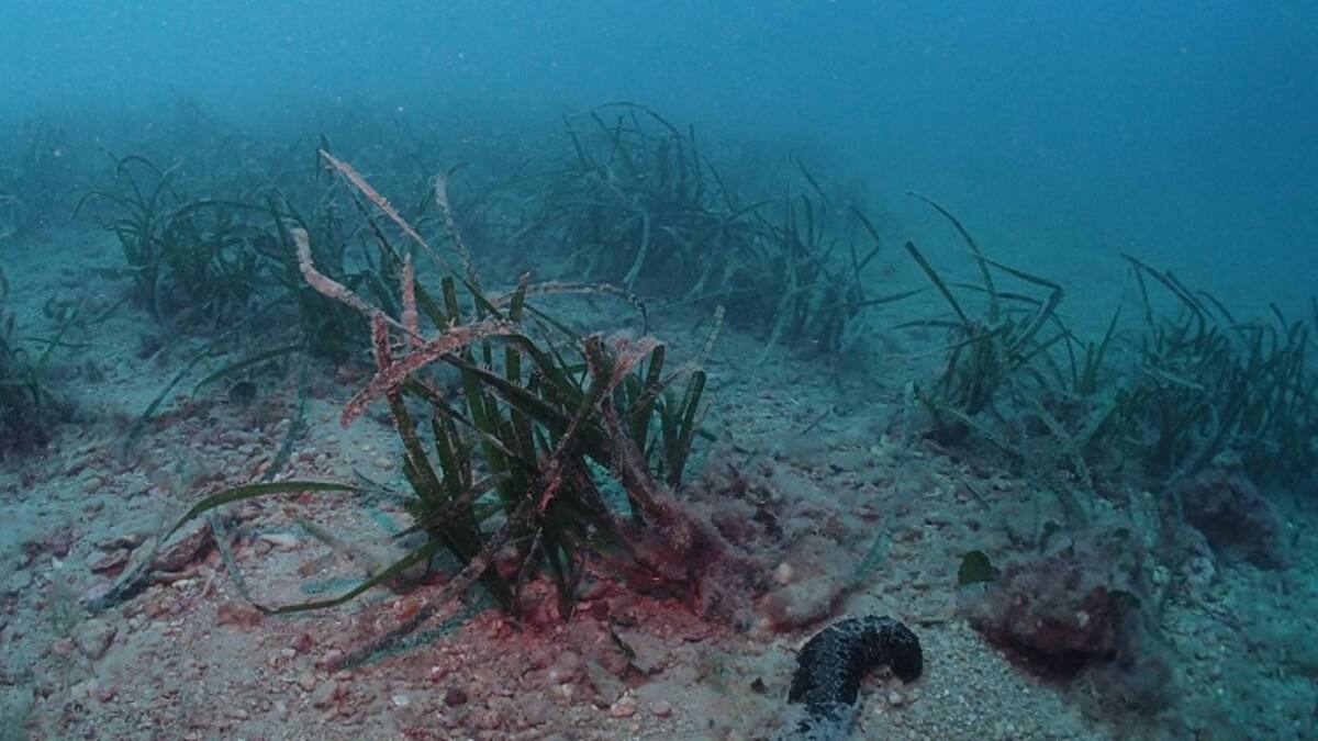 José Luis Sánchez Lisazo, catedrático de Ciencias del Mar y Biología Aplicada de la UA, en Hoy por Hoy Alicante