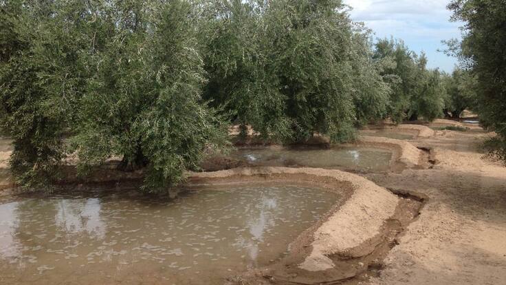 Agustín Rodríguez, vicepresidente de AproJaén-Areda: "En lo absurdo de la situación ha habido colaboración de instituciones de esta provinicia"