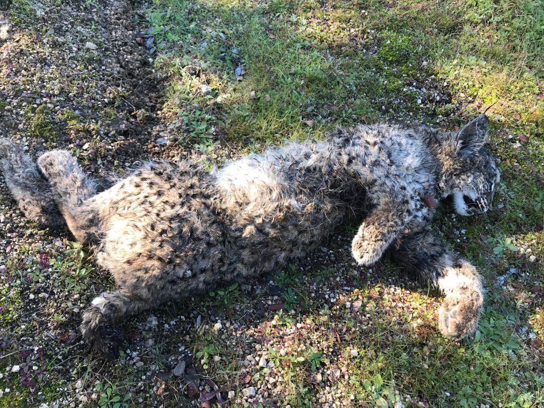 Cachorro de lince muerto encontrado en Don Benito