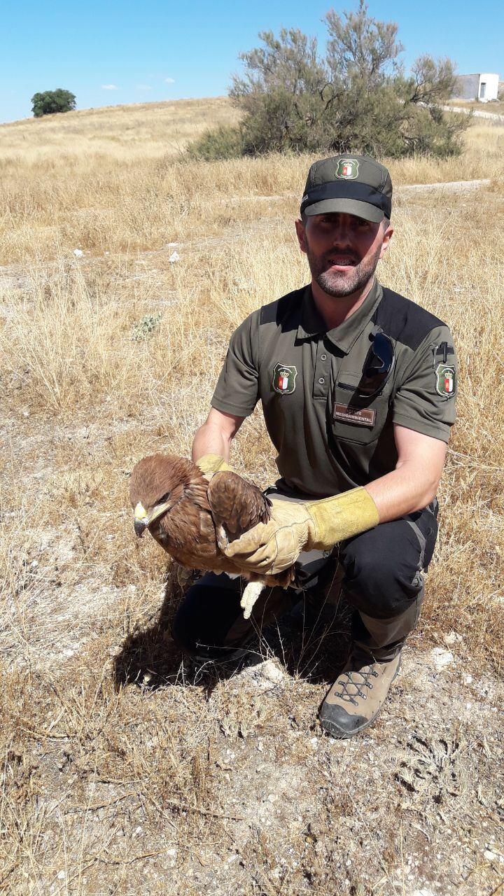 Un agente medioambiental rescata a uno de los pollos caídos del nido de un chopo