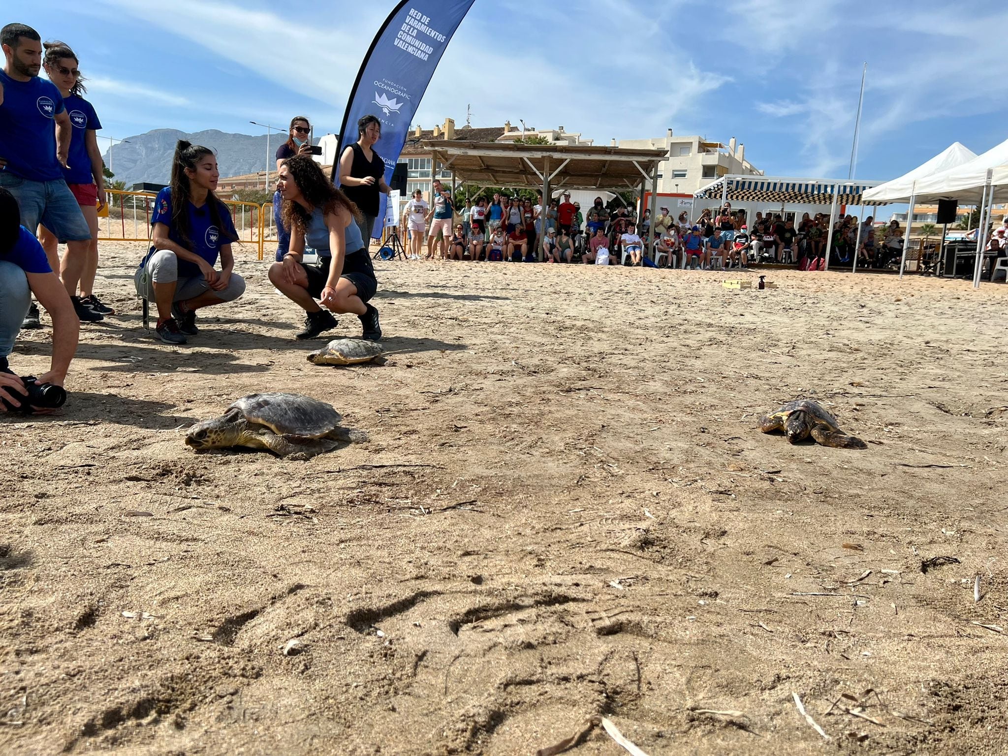 Momento de la suelta de tortugas en Dénia.