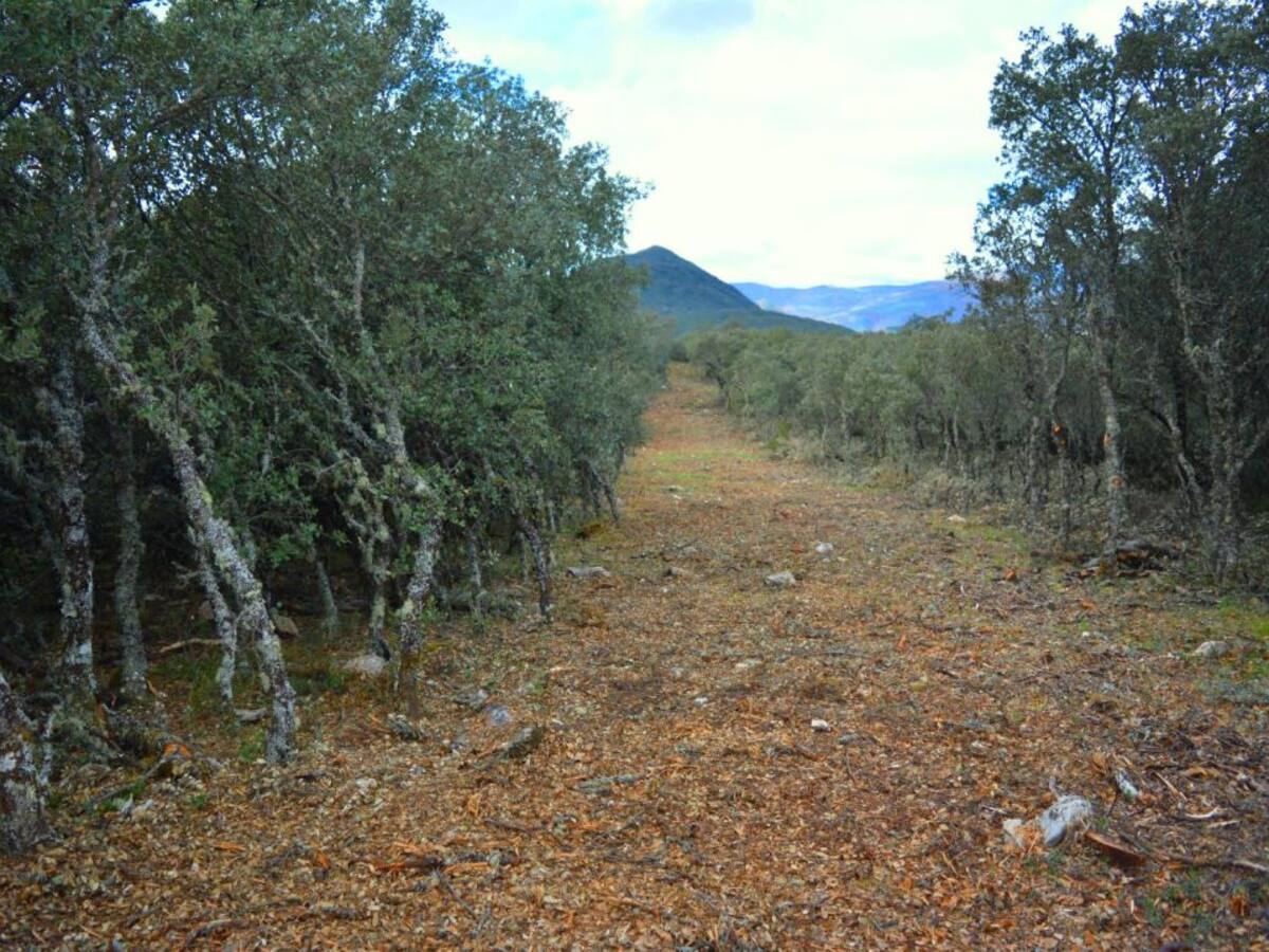 Denuncian la apertura de una pista innecesaria en la sierra de la Lastra