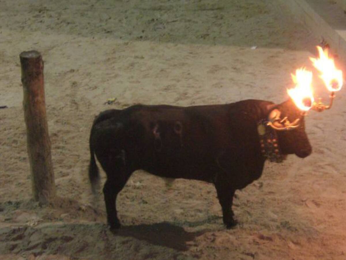 La peña taurina de Benimàmet desafía al gobierno local y embolará más toros