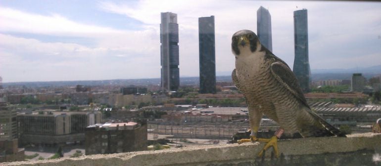 Un halcón posa en su &quot;hogar&quot; madrileño.