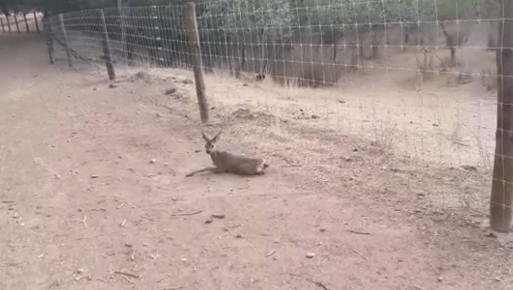 Segundo año de corzos atrapados y sin acceso al agua del río Jarama por el vallado de una plantación de pistachos en Valdetorres