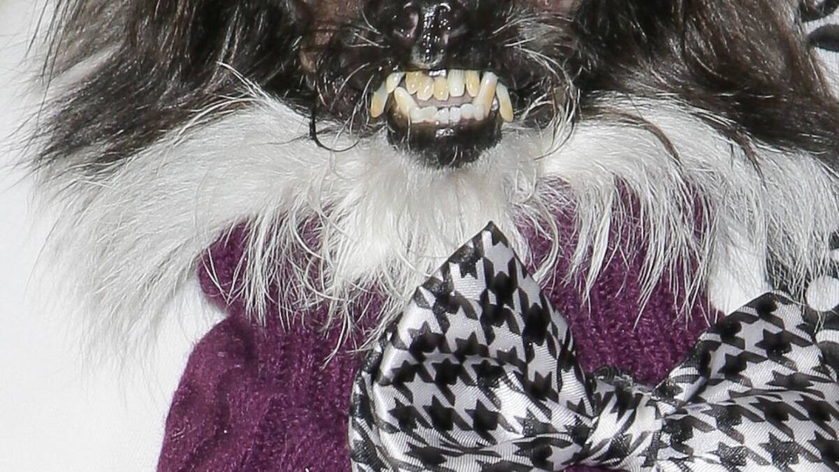 ¿Quién se descargaría esto? (23/10/2020)