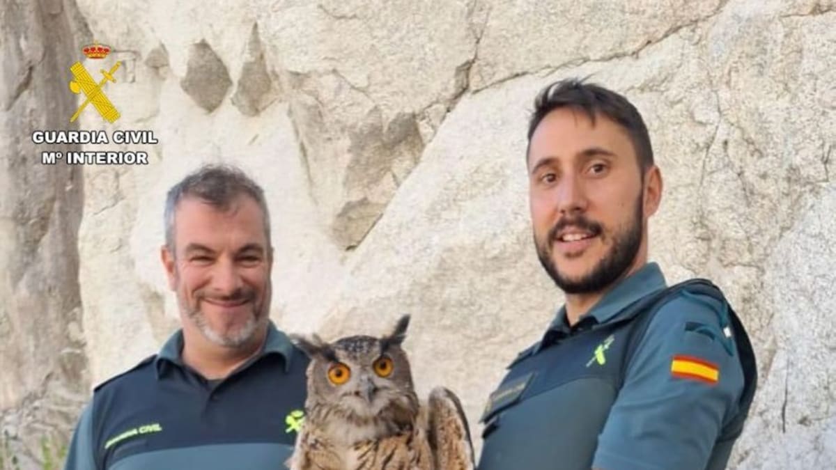 Hablamos con Mario Iraola, portavoz de la Guardia Civil, por el rescate de un Búho Real en Valdemanco