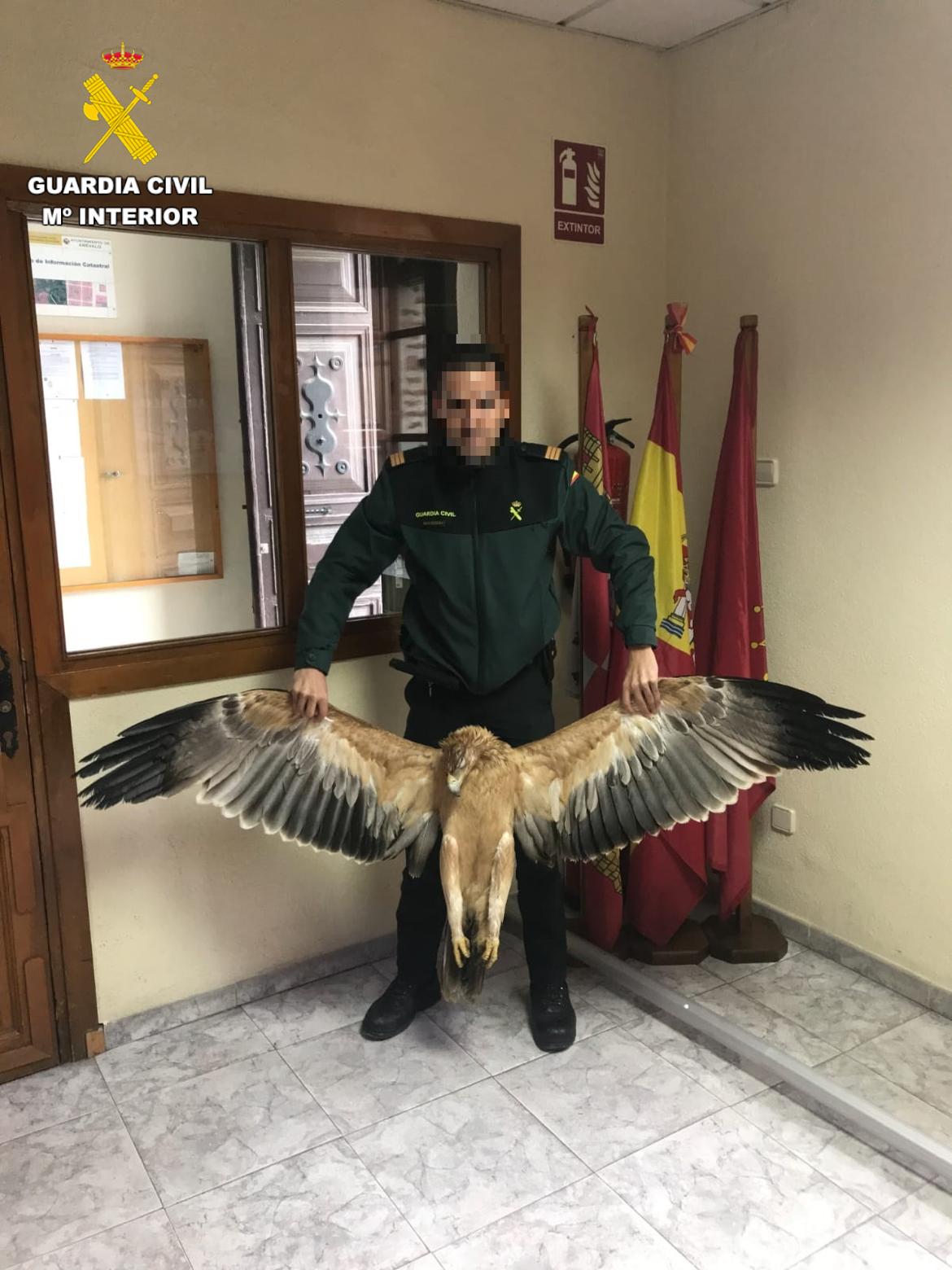 Aves electrocutadas en Madrigal de las Altas Torres (Ávila)./Guardia Civil