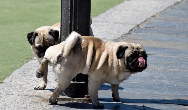 Los dueños deberán limpiar el orín de los perros.