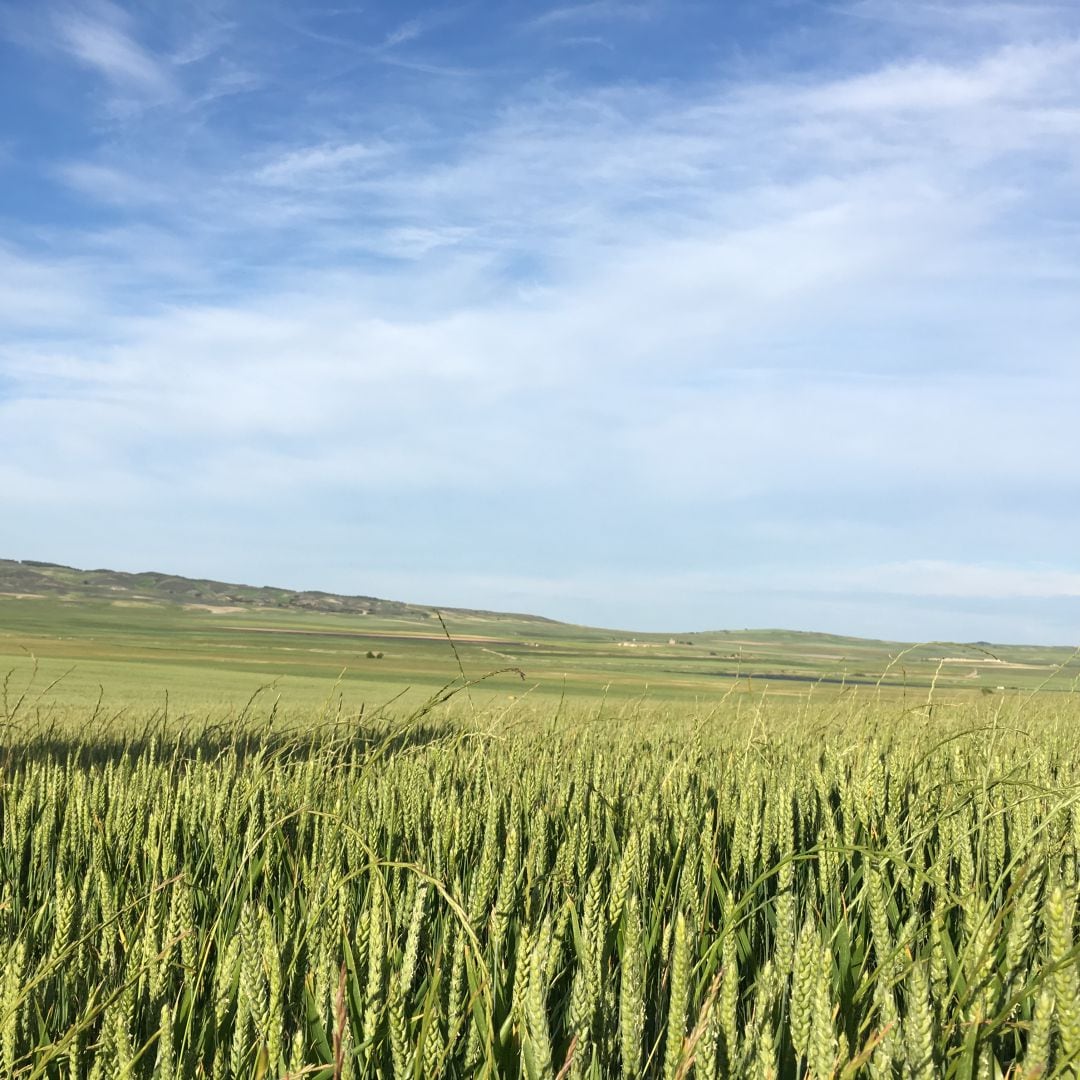 Campos de cereal en Sesma