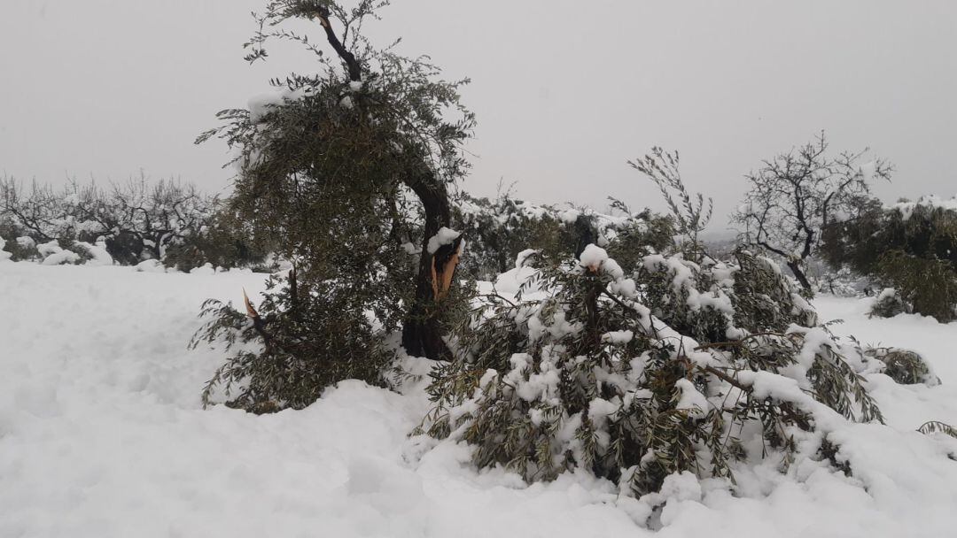 Olivo partido por la acumulación de nieve 