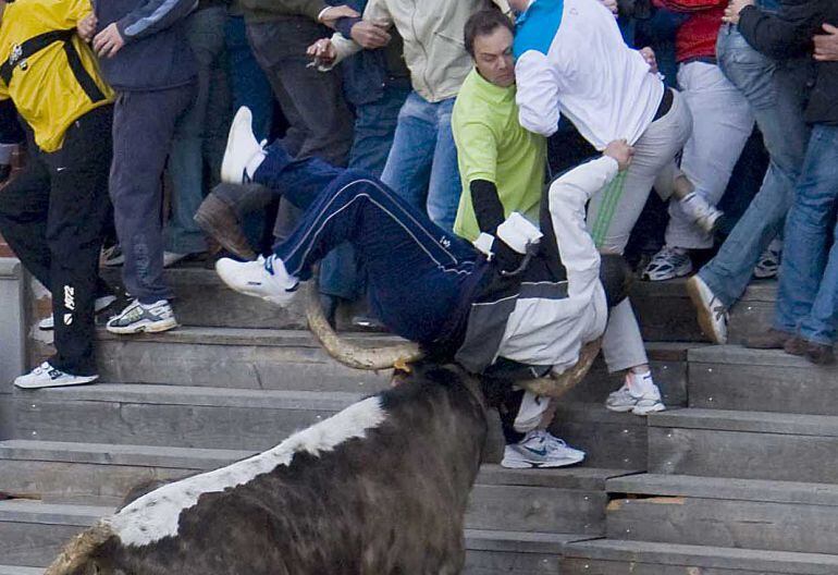Uno de los astados embiste a un mozo en el encierro de la localidad vallisoletana de Traspinedo que celebra las fiestas de San Martín en 2008