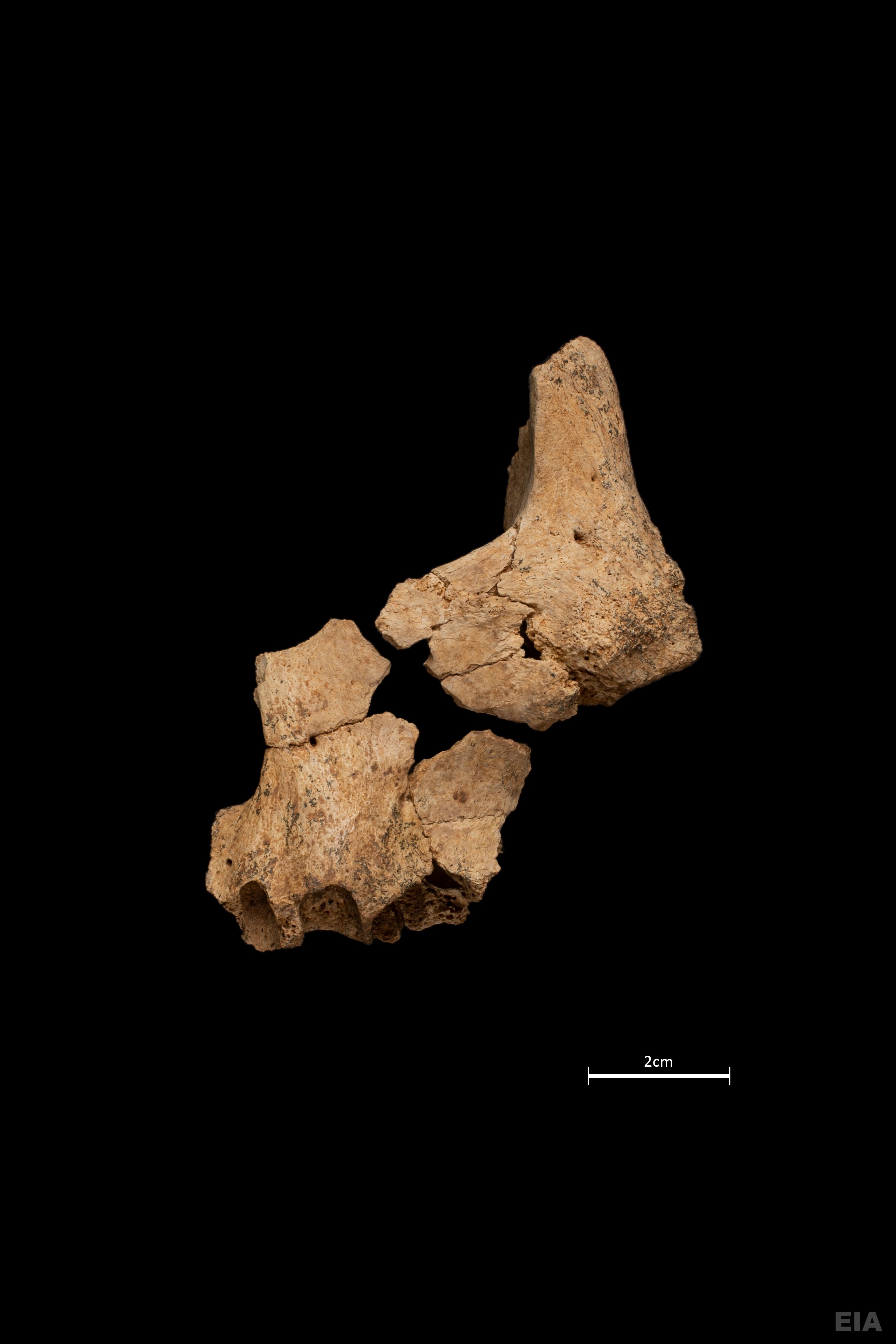 Cara parcial de un homínido hallado en el yacimiento de la Sima del Elefante (sierra de Atapuerca