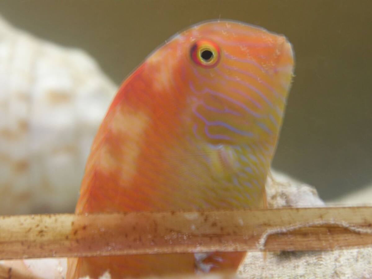 Este domingo se levanta la veda para la pesca del 'raor'