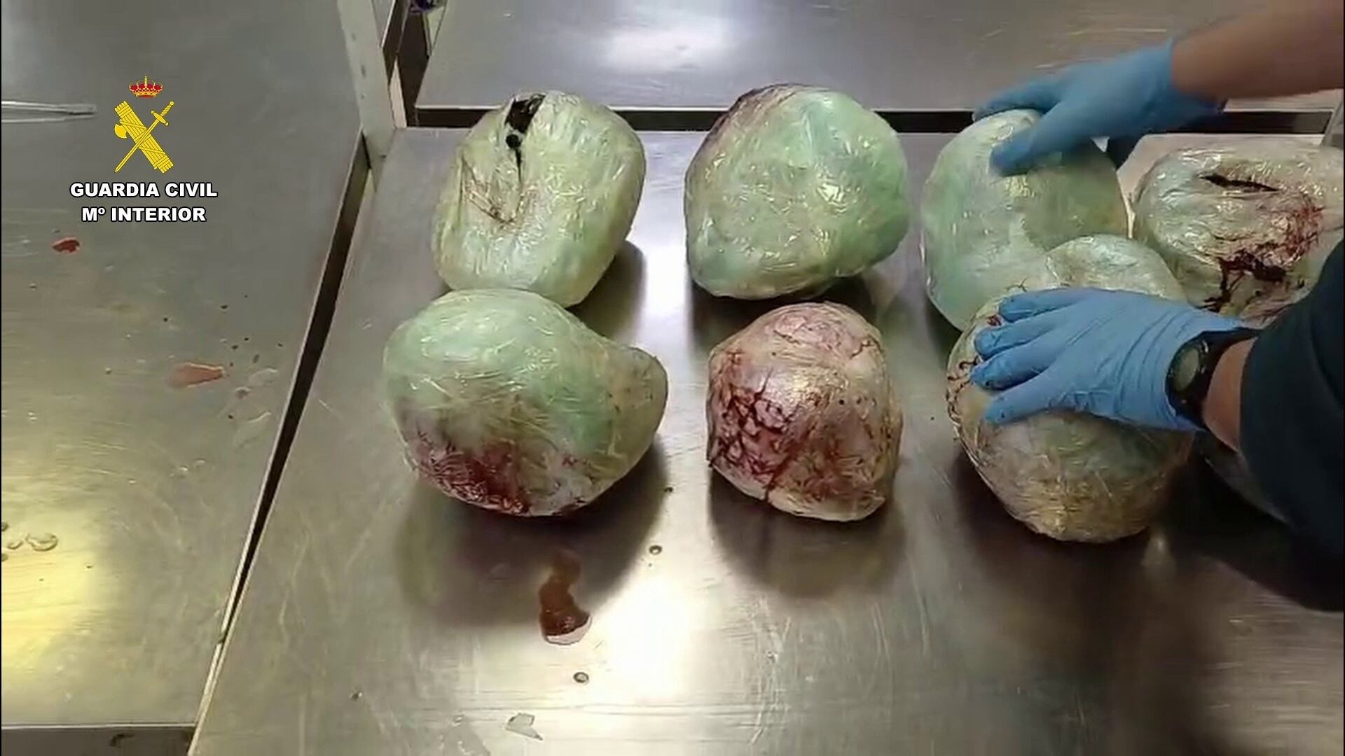 Varios ejemplares de pangolín muertos encontrados en el aeropuerto Adolfo Suáres-Madrid Barajas en una maleta procedente de Etiopía