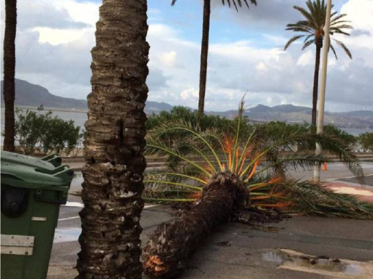 El viento provoca una veintena de incidentes en Cartagena aunque ninguno de gravedad