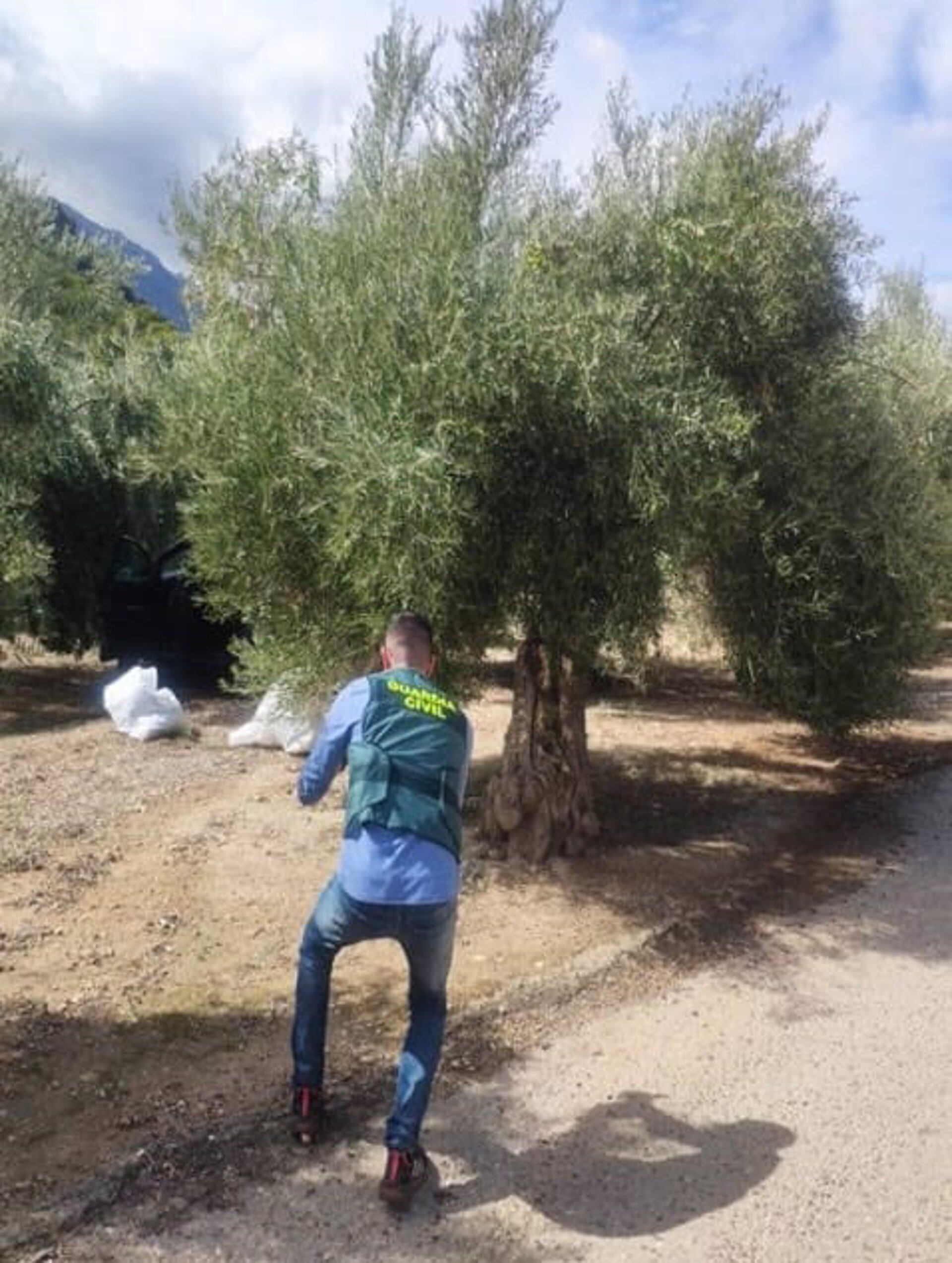 Agente documentando el robo de aceituna