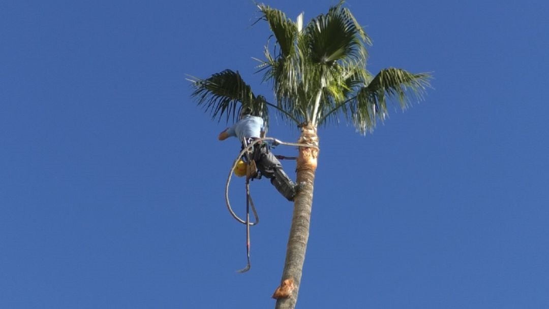 Poda de palmeras