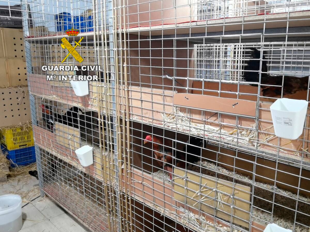Detienen en València a un veterinario por cortar de forma ilegal la cresta de más de 4.000 gallos para peleas