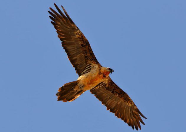 Esta es la &#039;hembra misteriosa&#039; de quebrantahuesos que formó durante un tiempo un trío con la segunda pareja de ejemplares que se asienta en el Parque Natural Sierra de Castril (Granada)