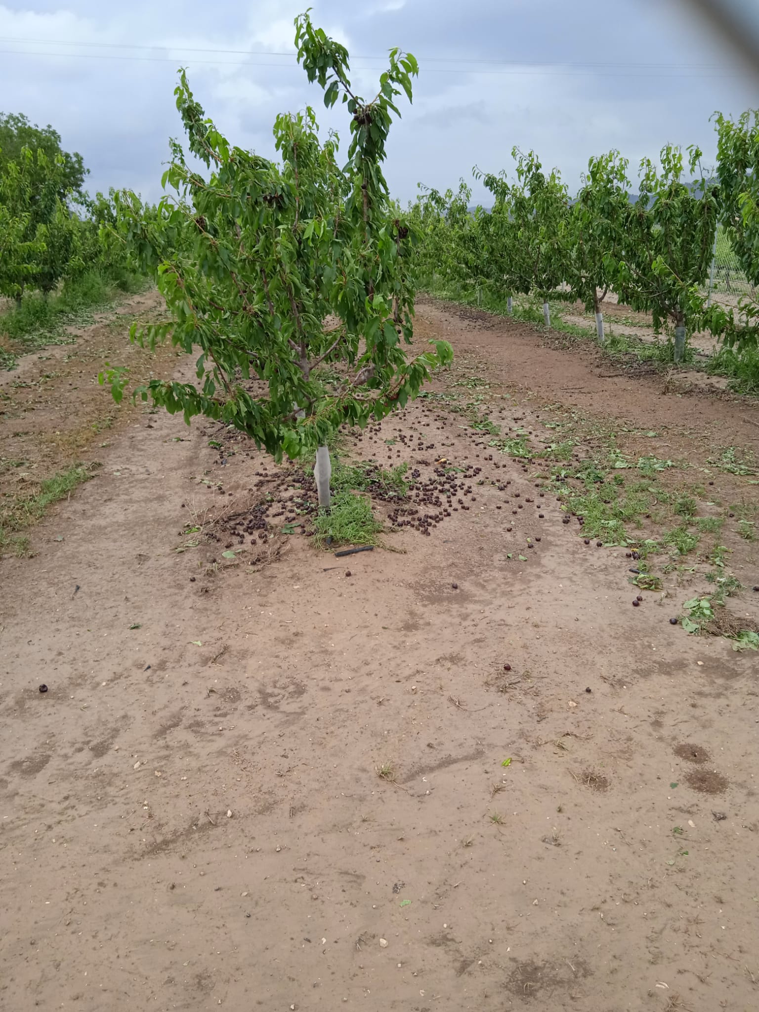 Cultivos afectados por el pedrisco
