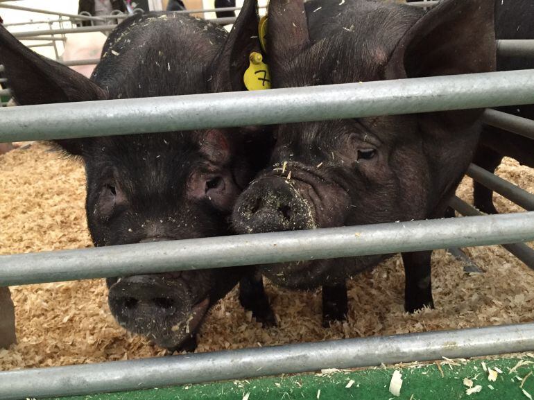 Dos ejemplares de porcino en la Sepor 2016