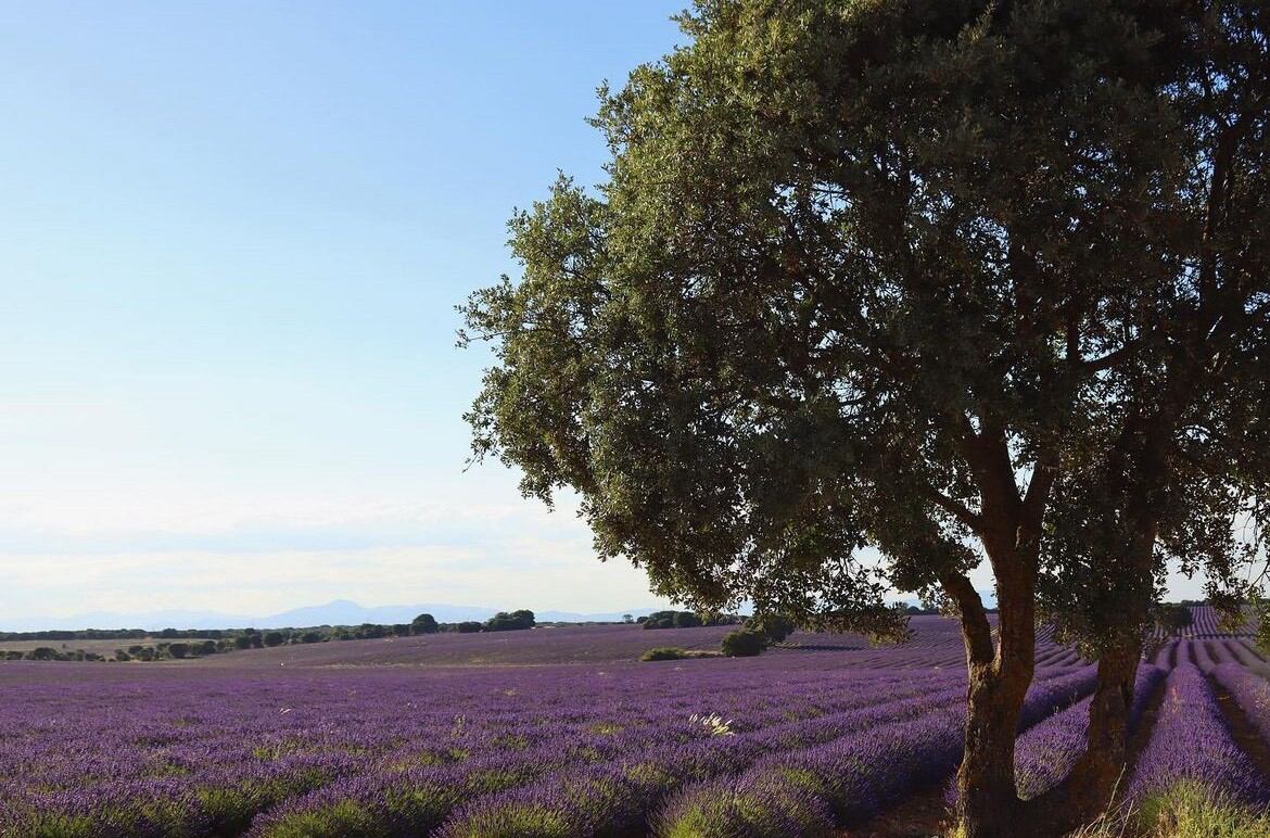 Campos de lavanda de Brihuega. SER Gu
