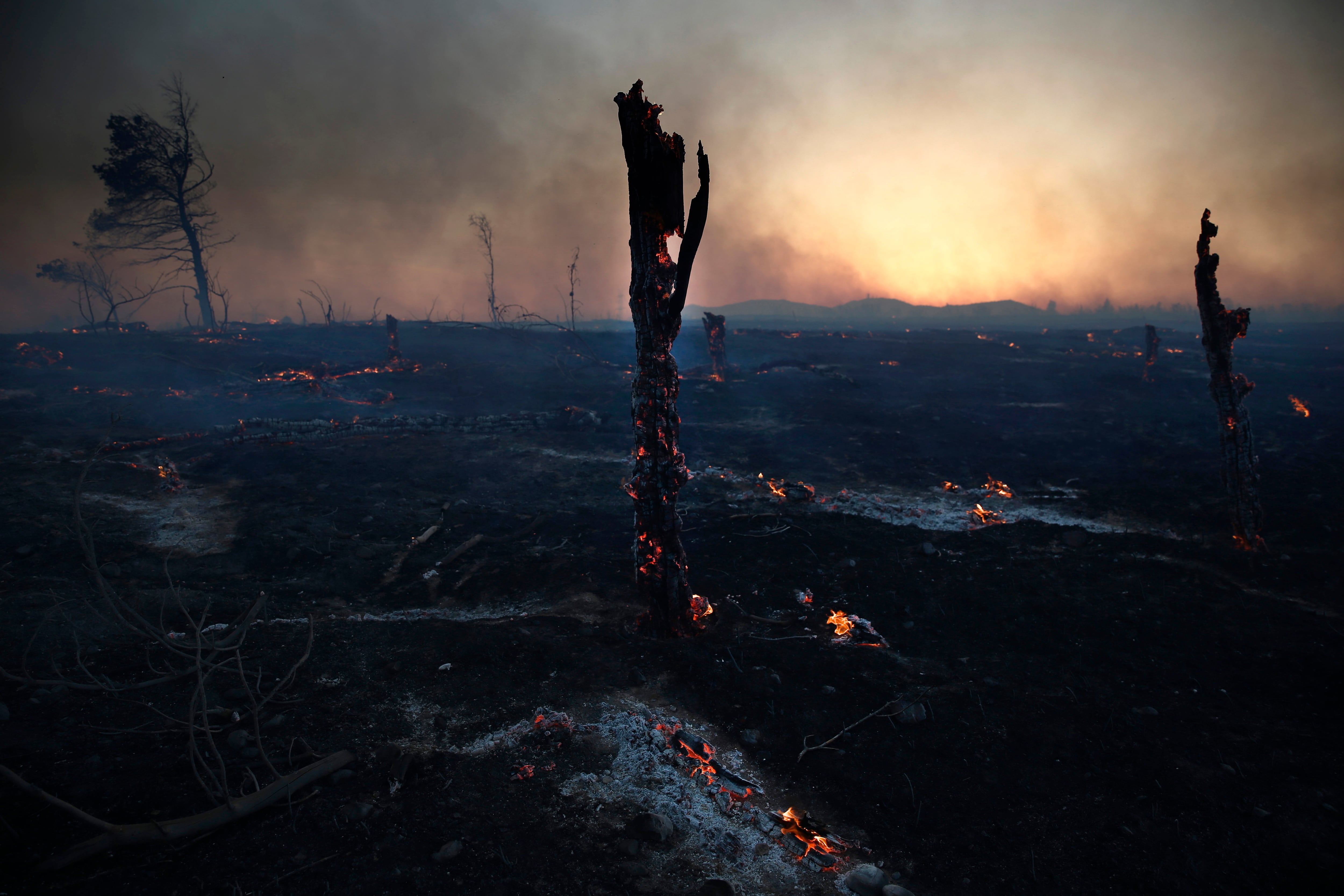 Árboles quemados durante un incendio forestal en la zona de Kryoneri, a las afueras de Atenas, Grecia, el 26 de julio de 2025. EFE/EPA/YANNIS KOLESIDIS.