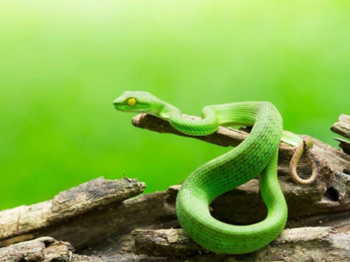 Fallece un joven de 27 años en Algeciras tras sufrir la picadura de una víbora asiática