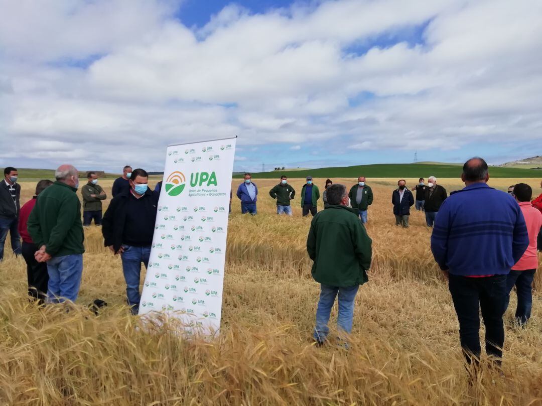 UPA Palencia analiza qué variedades de cebada y trigo se adaptan mejor al cambio climático