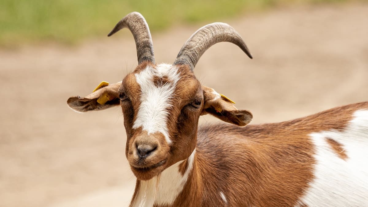 "Me alimenté con leche de una cabra recién parida": La 'Heidi zamorana' que resiste en un pueblo de 18 habitantes