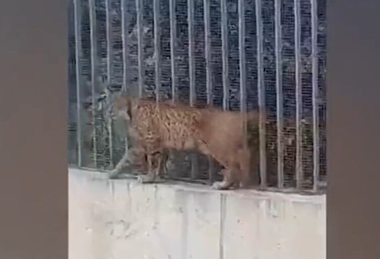 Agentes forestales rescatan a un lince que deambulaba por la zona de la ciudad del Banco Santander en Madrid por primera vez en décadas.