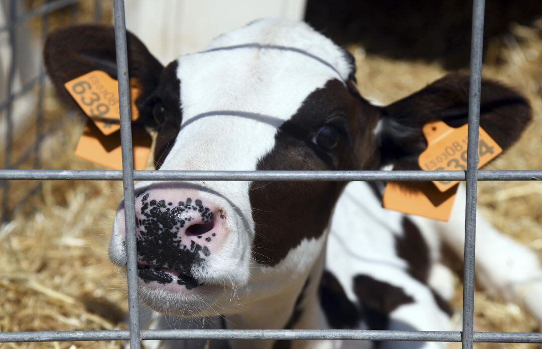 La Guardia Civil ha destapado una trama de administración irregular de medicamentos en animales,