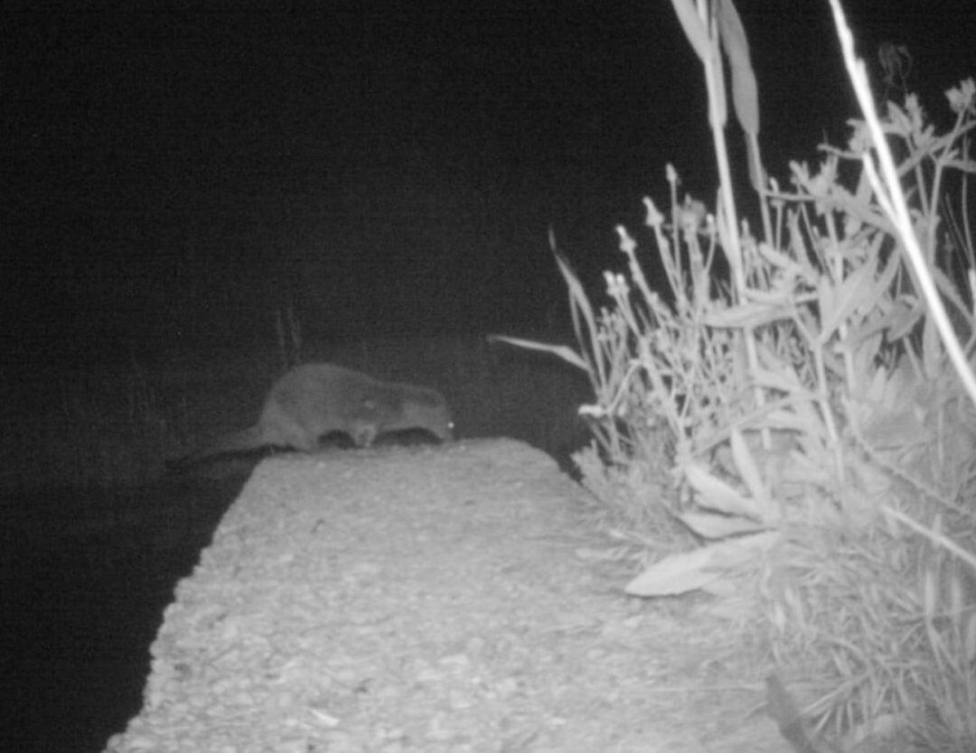 Nutria fotografíada en El Hondo en 2017