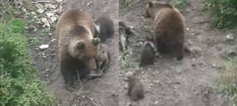 Primeras imágenes de los dos nuevos oseznos de El Hosquillo acompañados de su madre.